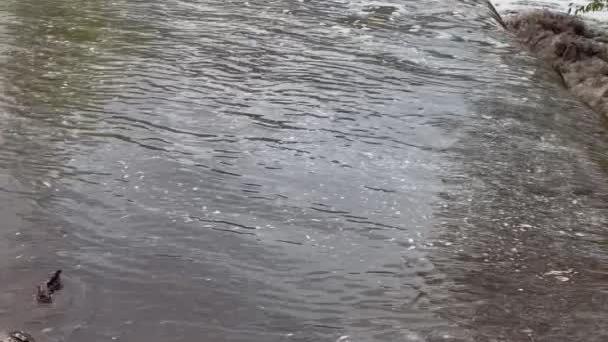 After a weekend of rain, Sabino Canyon is overflowing with water.